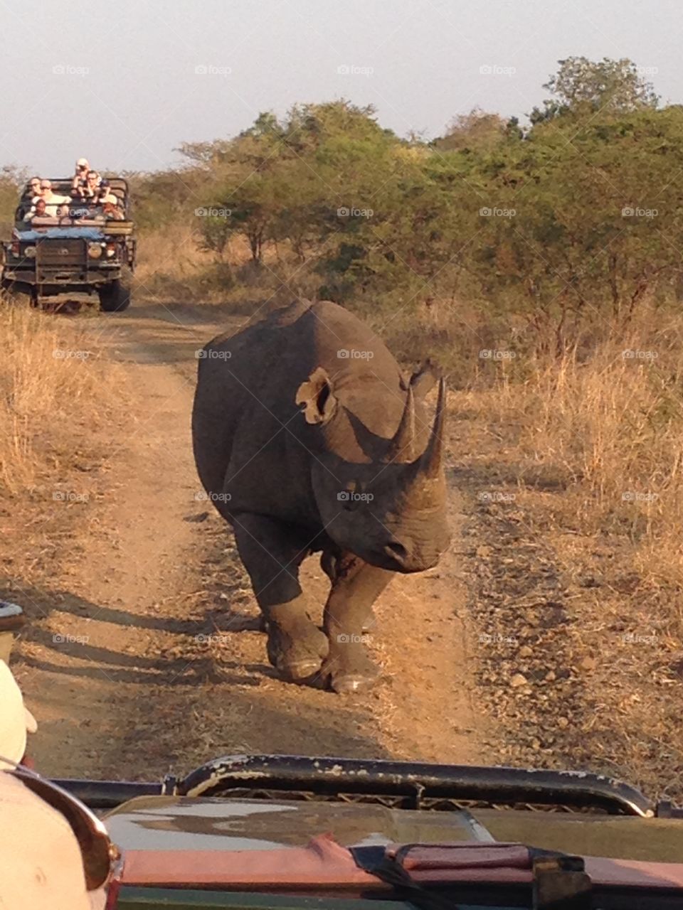 Rhino encounter in the  Phinda private game reserve