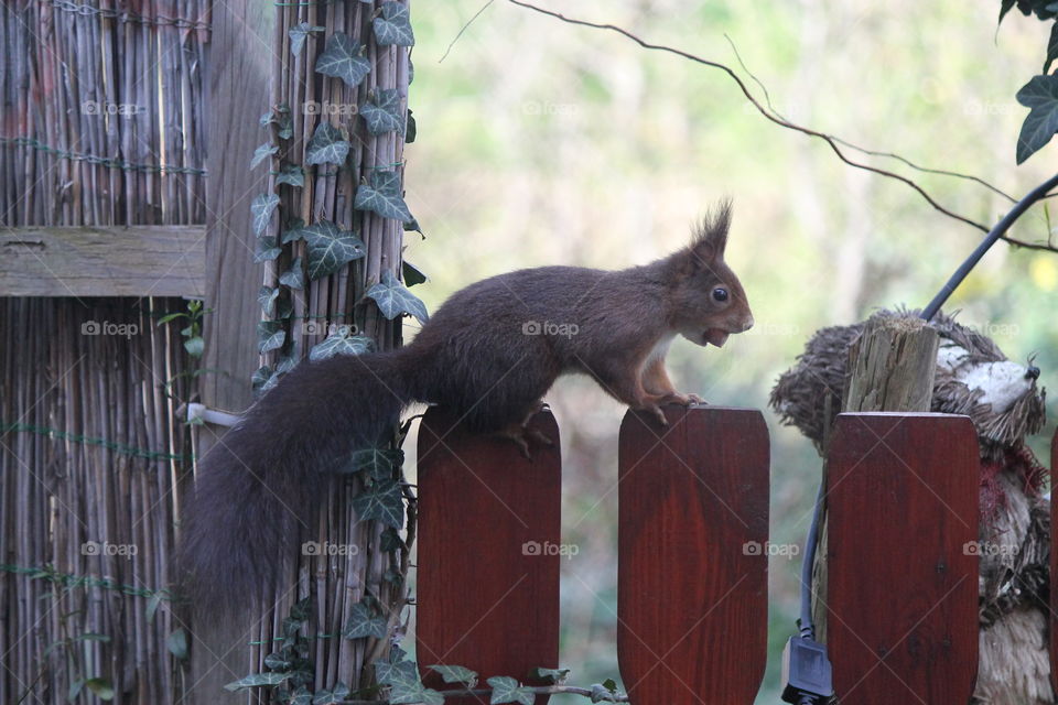 Squirrel with nut