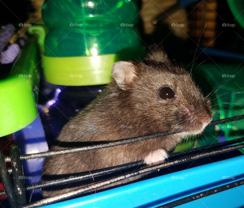 Hamster says hi