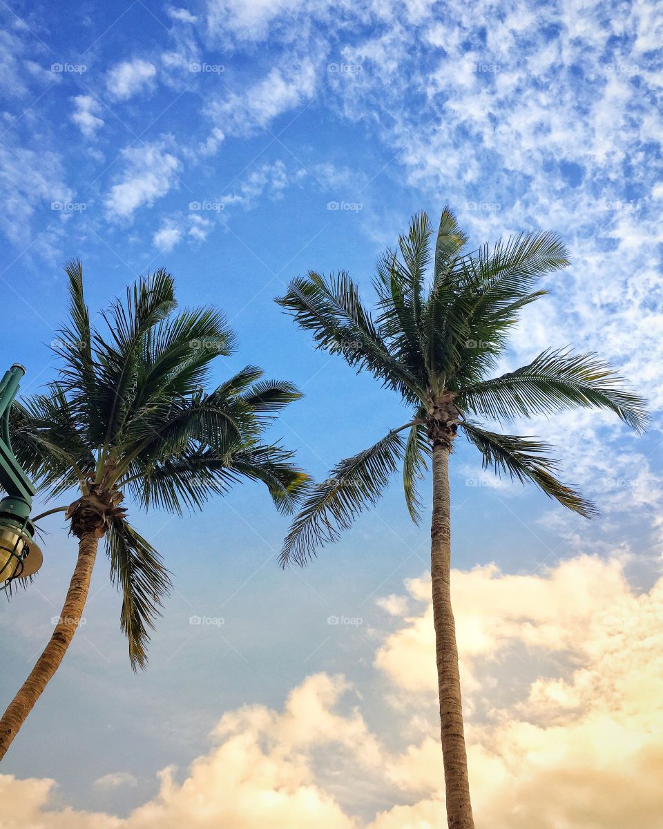 Palm trees and sky 