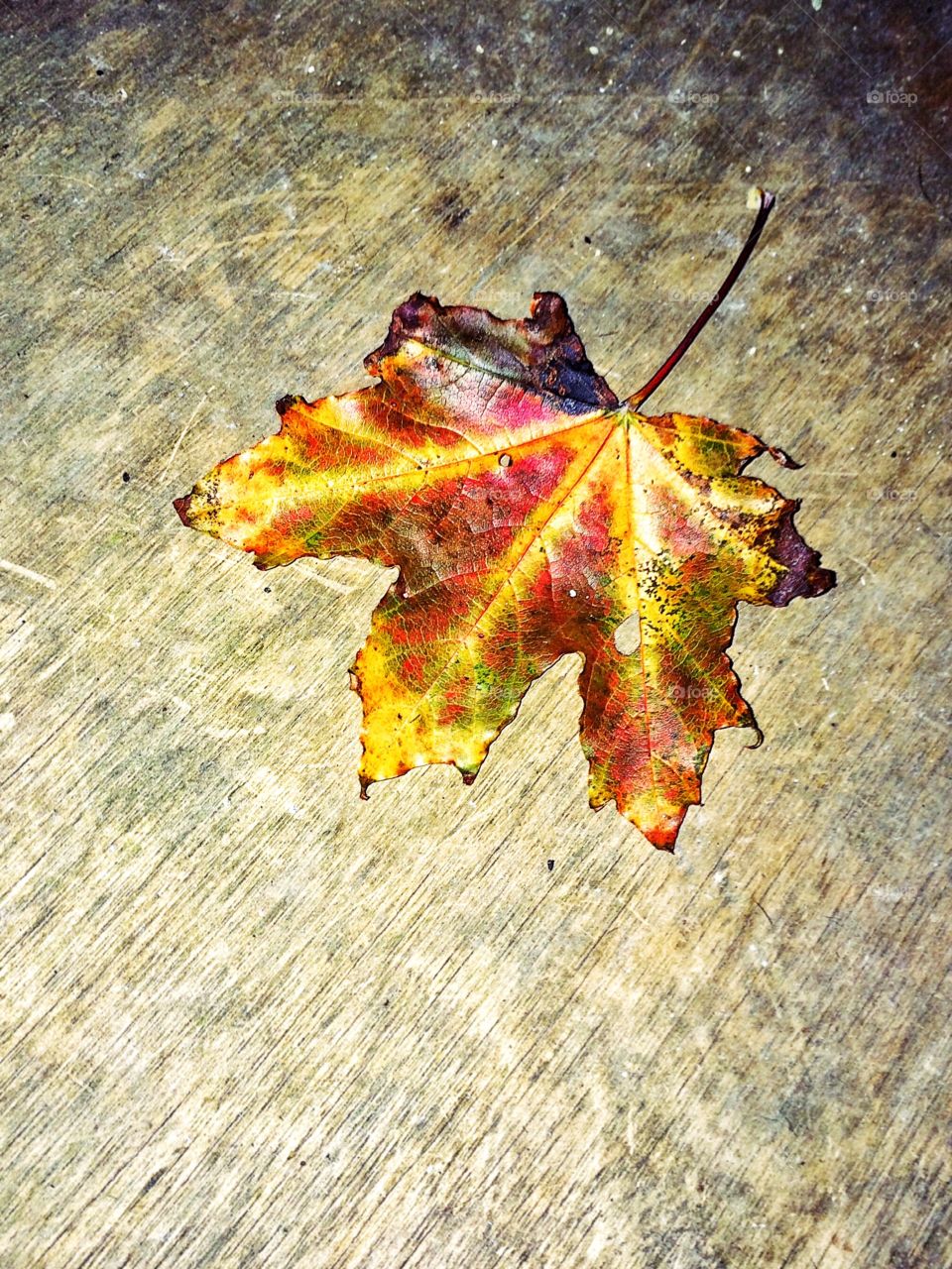 Autumnal Colour. Fallen leaf