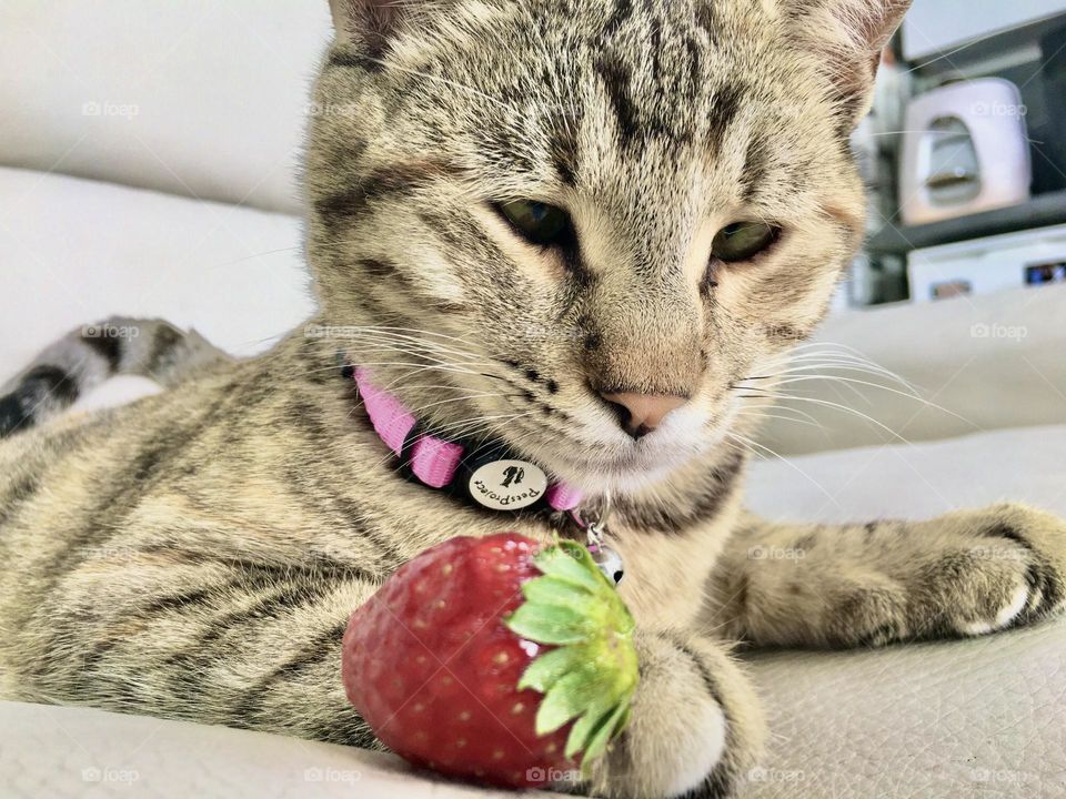 The cat and the strawberry