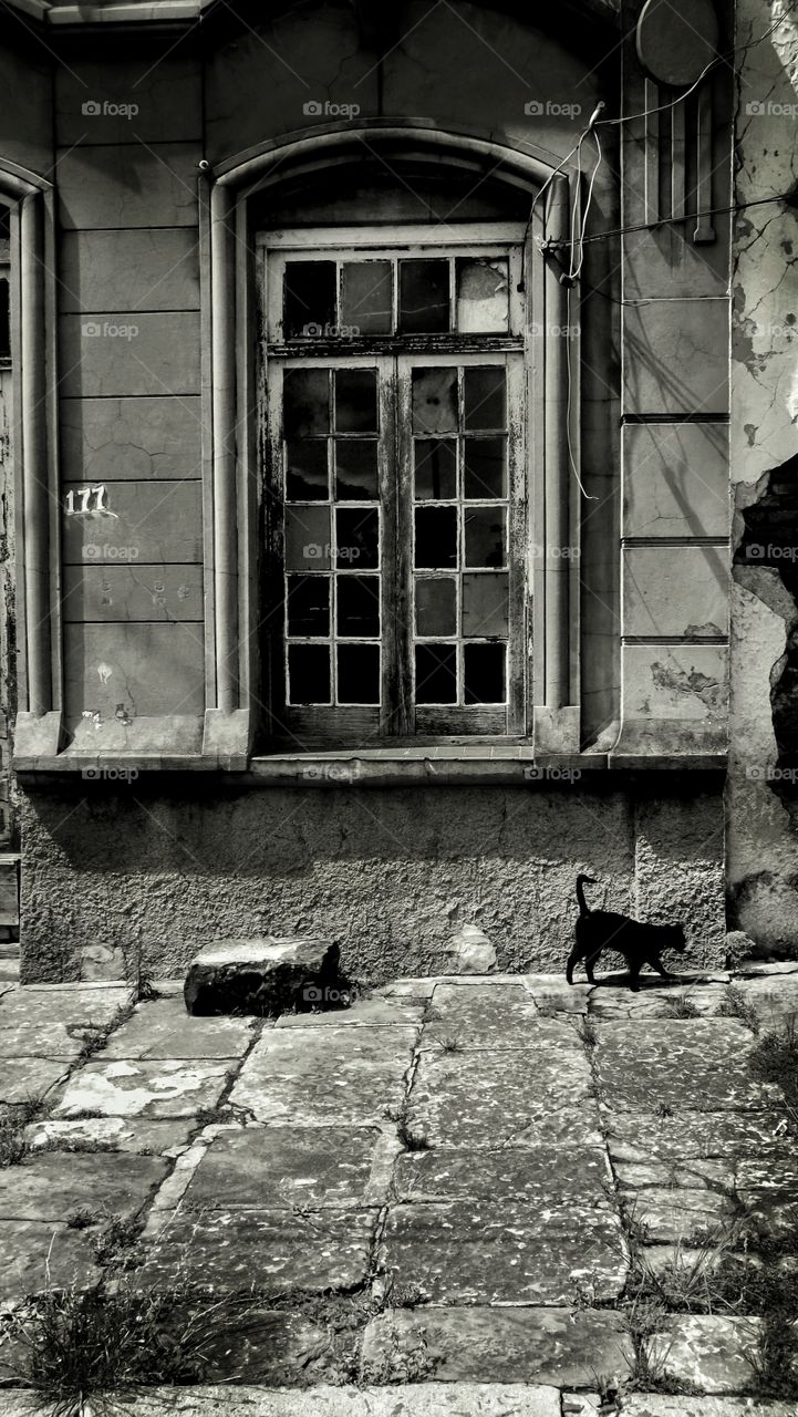 The cat and the window