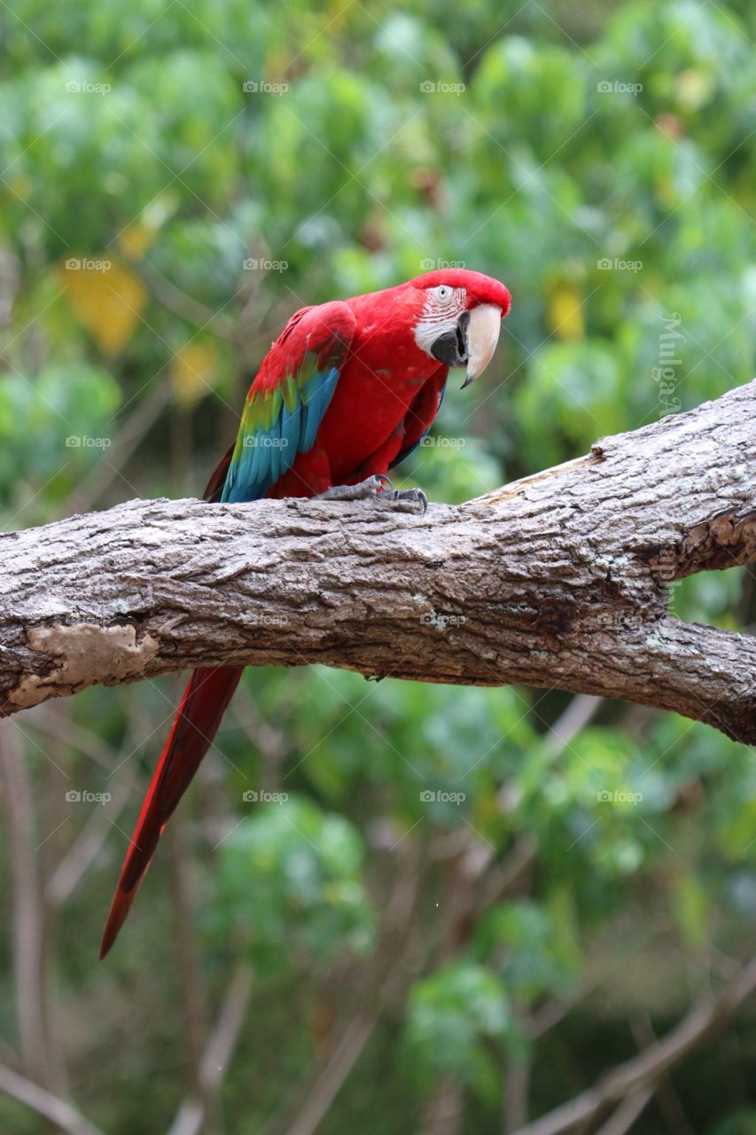 Crimson macaw