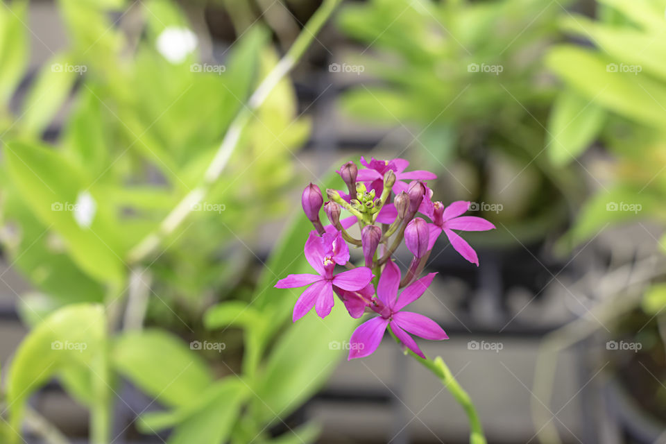 Beautiful Pink Iphee Orchid Background blurred leaves in the garden.