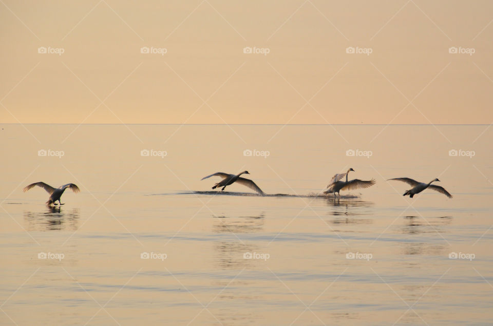 Swans flying over sea