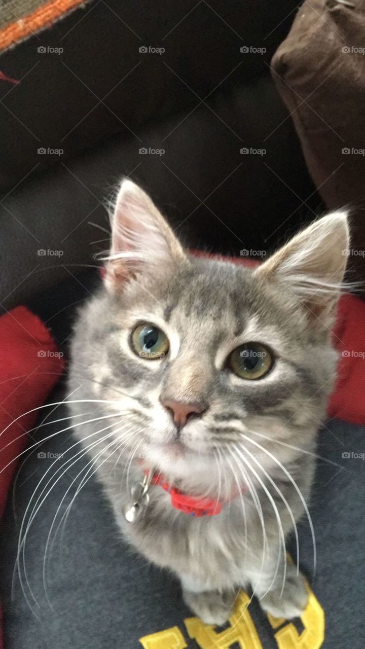 gato gris de vellos ojos