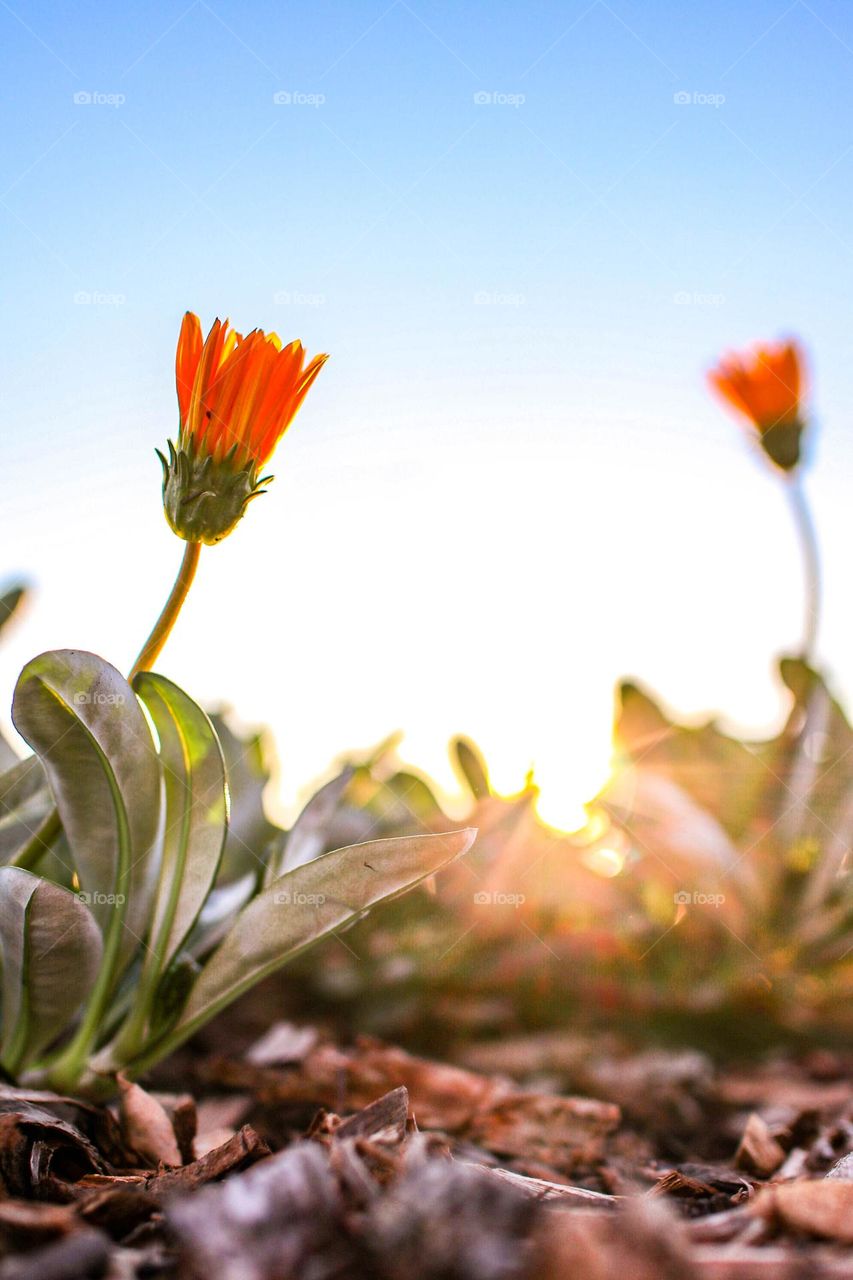 Ground View Flowers