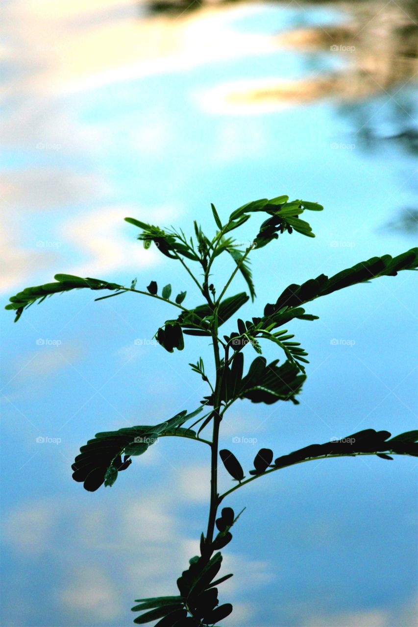 sapling surrounded by water.