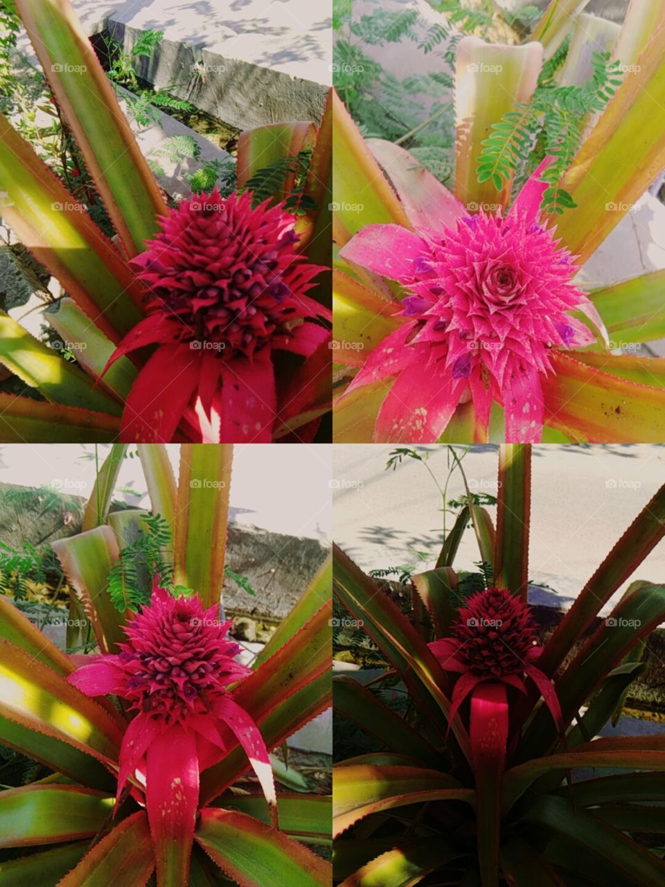 this is a pict of pinapple flower