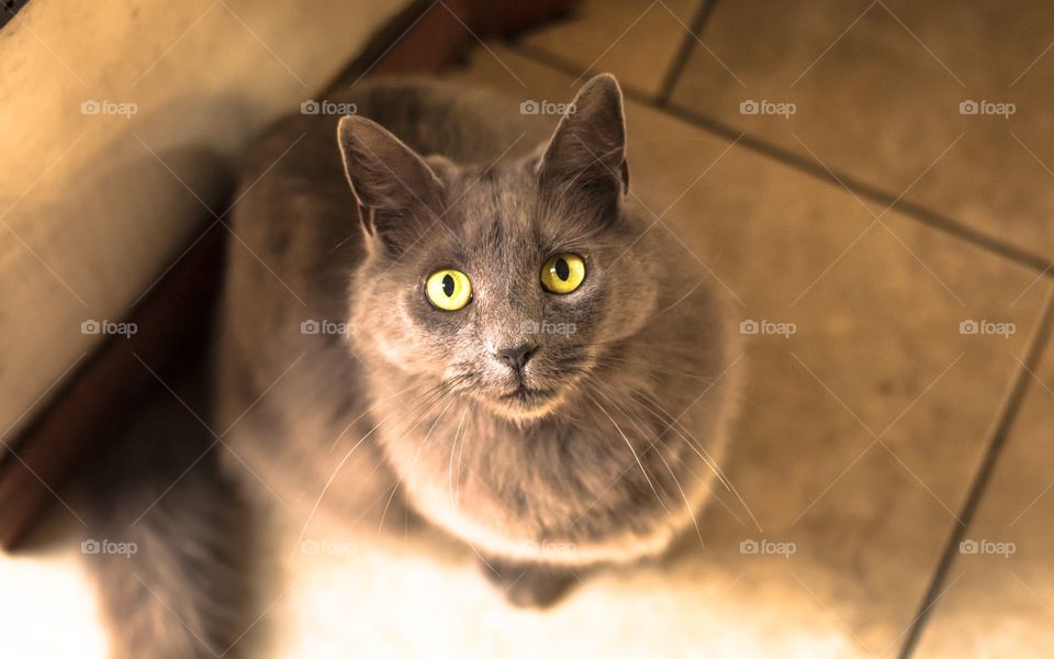 High angle view of cat