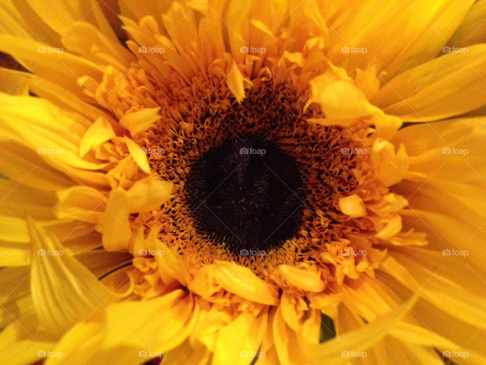 yellow flower black petal by snook911