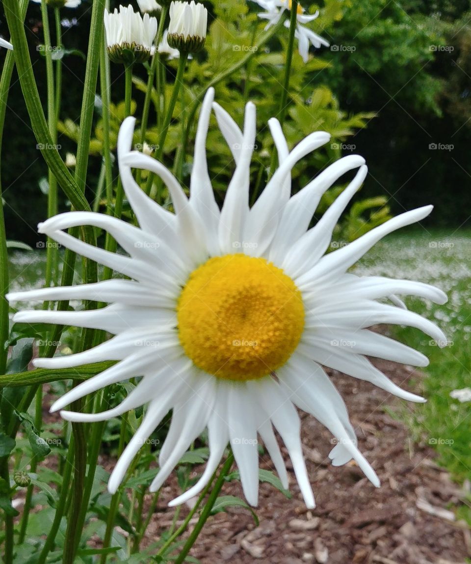Blume blühen Blüte Flower Summer Sommer