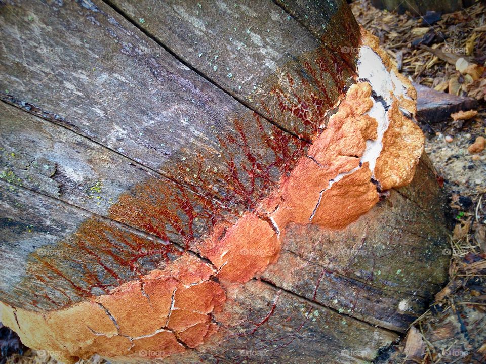 Fugal Ring on stump. Fungus growing around an old cut stump