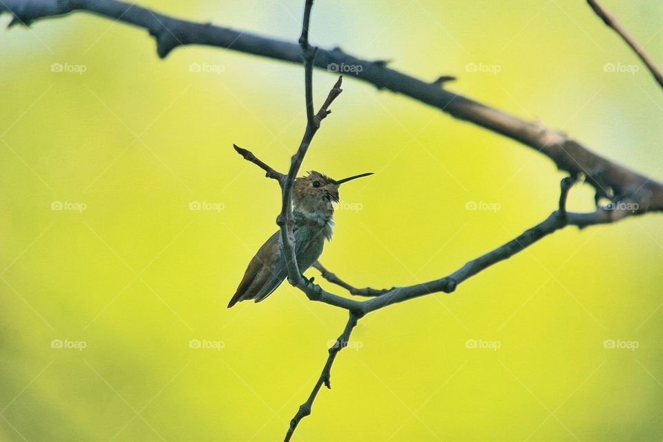 A local Allen Hummingbird drying off after a bath
