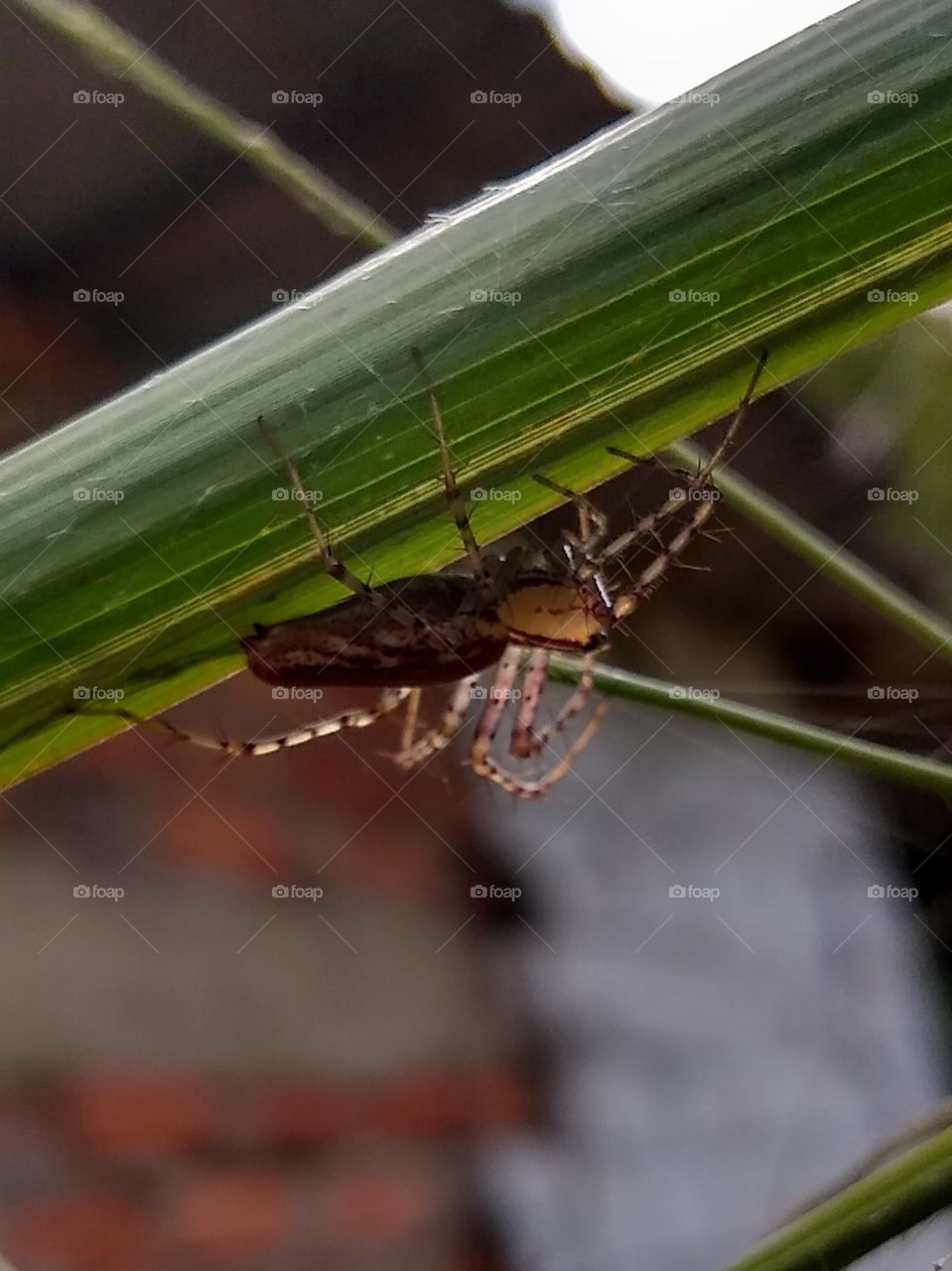 Araña en el dorso de una hoja - finca de Caldas, Colombia