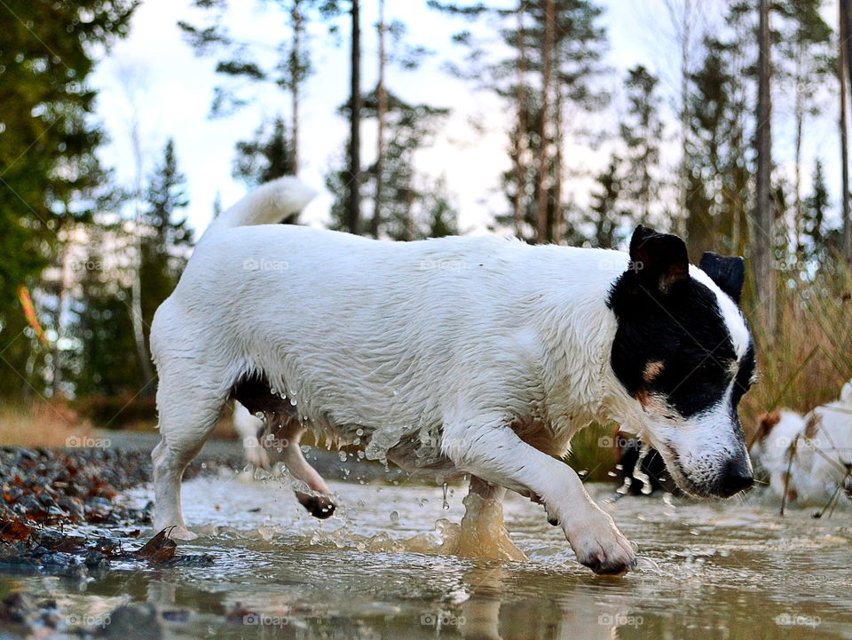 Old dog playing in the puddle
