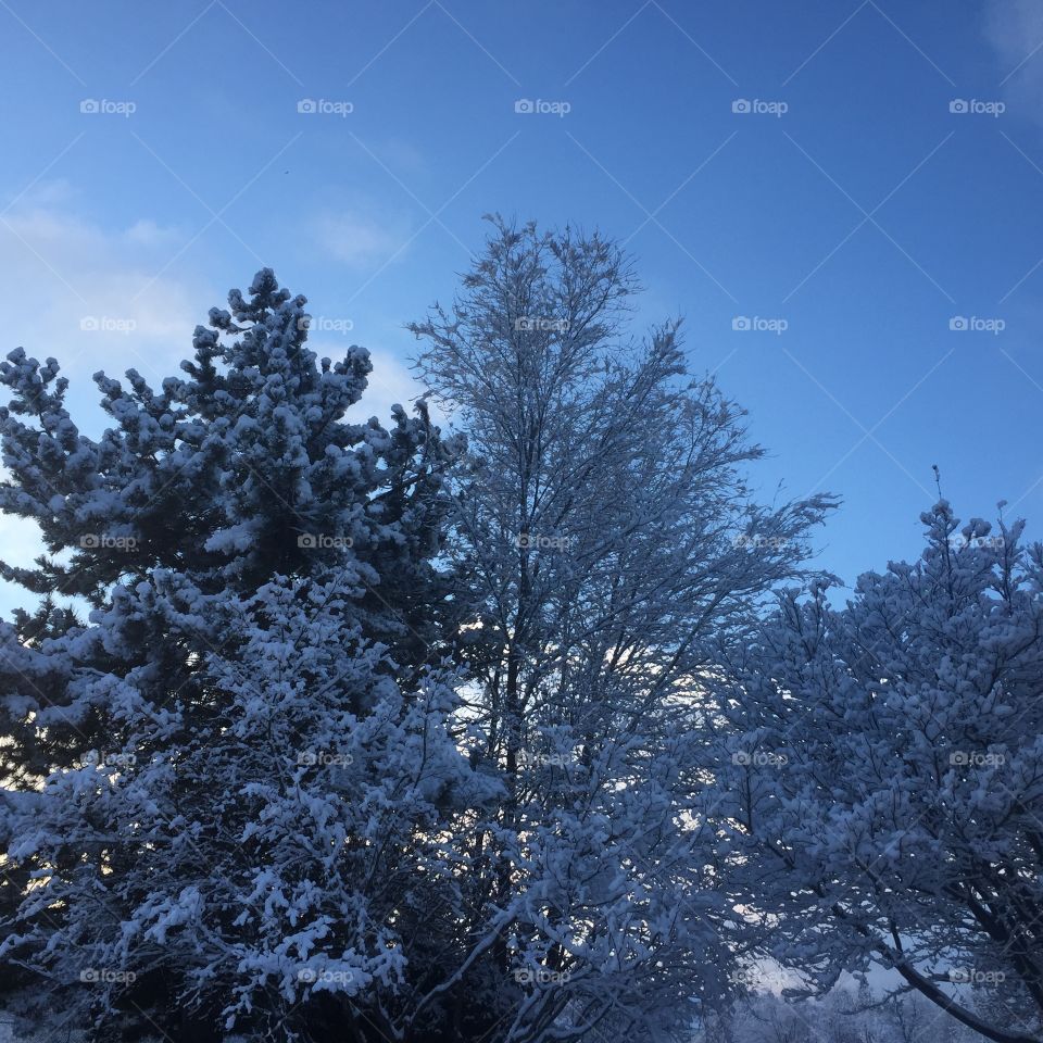 Snow covered trees