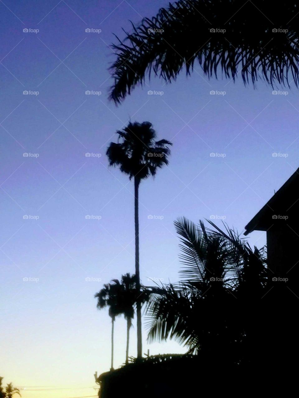 Silhouette of Palm Trees and Flora at Sunset  (stylized)