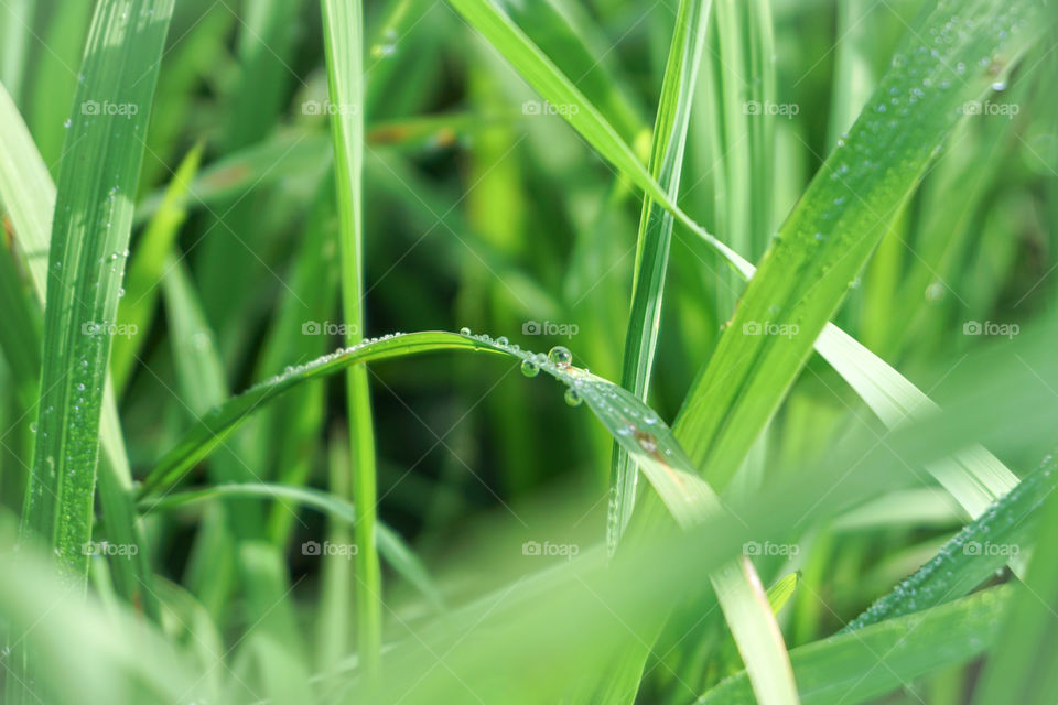 Water droplet on the grass