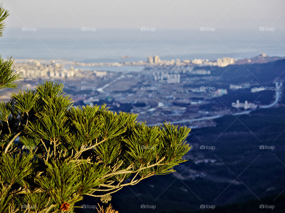 The pine tree and view to Sokcho city
