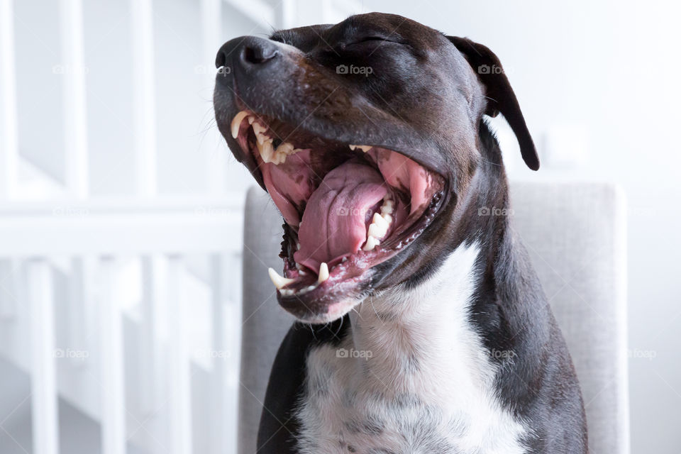 Hungry dog sitting by the food table screaming for food 
