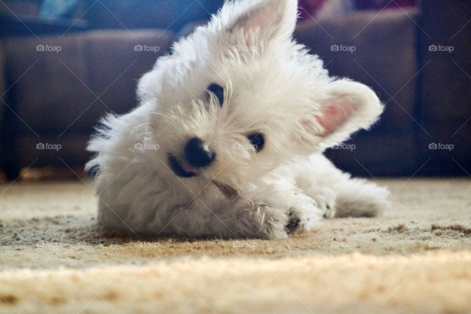 Westie puppy 