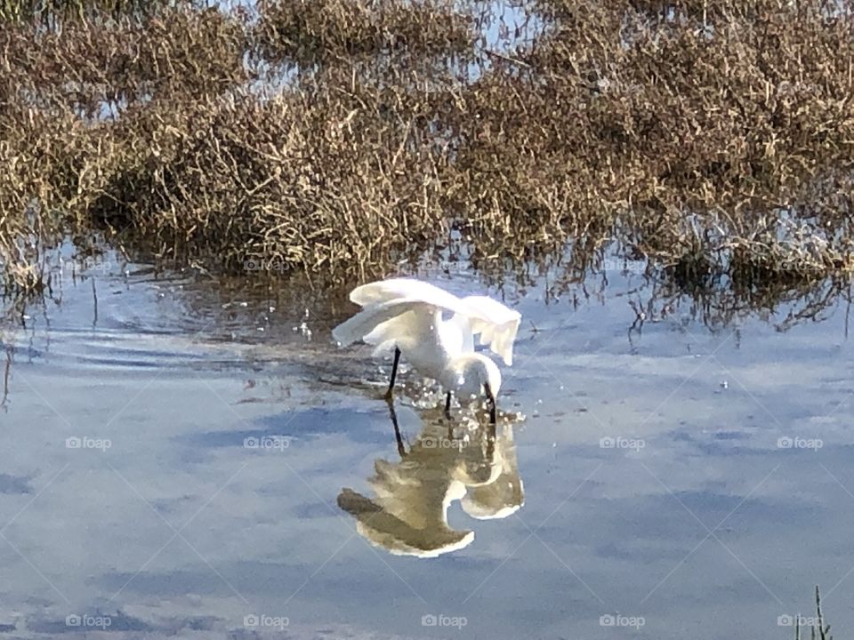 Water, Nature, Lake, Pool, Bird