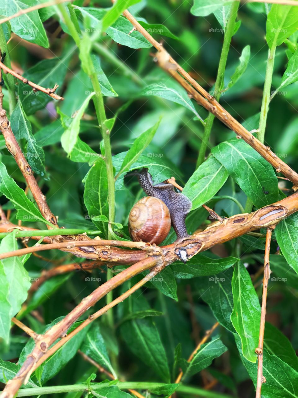 Snail 