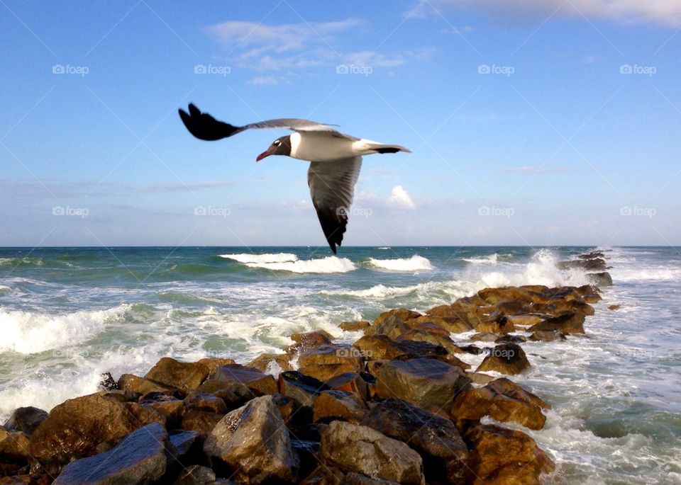 Laughing gulls soaring over the inlet, florida