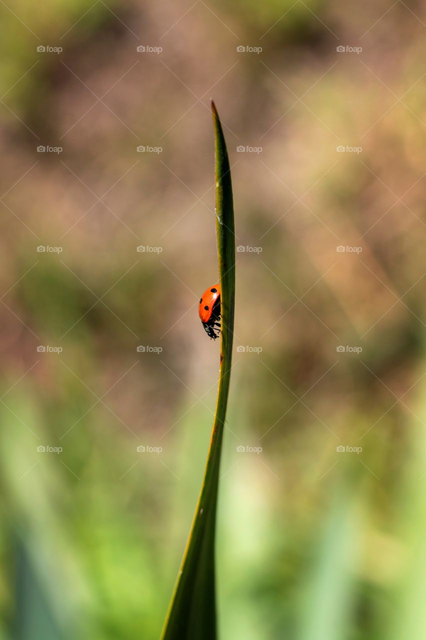 A side ways portrait of a lady bird walking down on a blade of grass with a nice blurred background