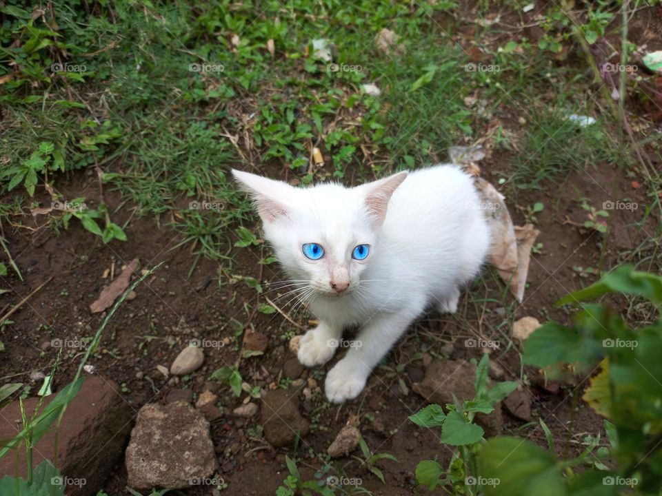 White kitten with beautiful eyes among the green grass