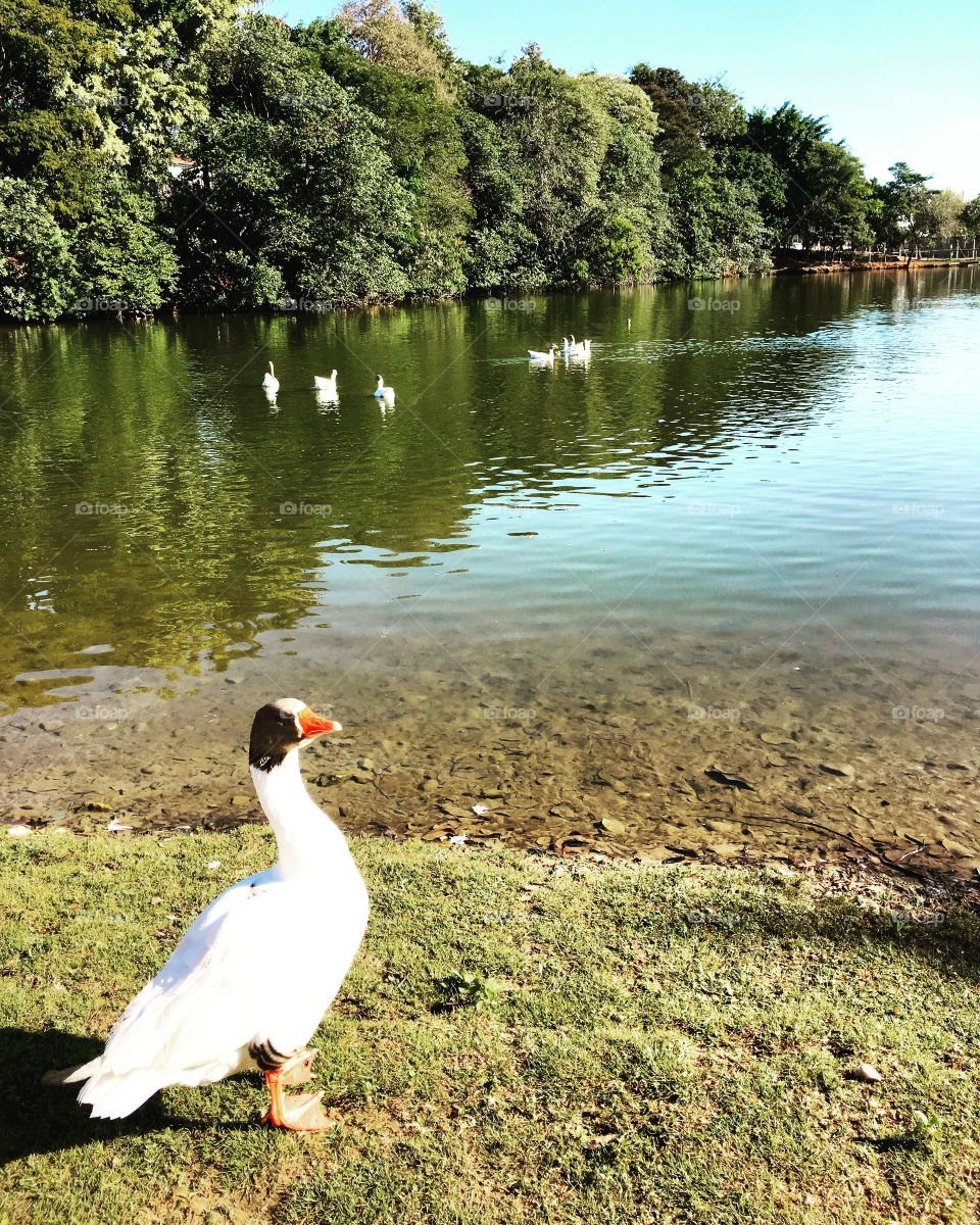 Momento de #relax, à beira do #lago, espairecendo.
Dias difíceis merecem fuga do #stress!
🦆 
#ganso #pato #parque #natureza #fotografia #paz #mobgraphy #mobgrafia