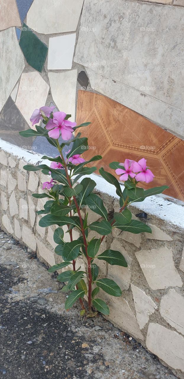 Flower wild, the strength of nature. Stone, cement