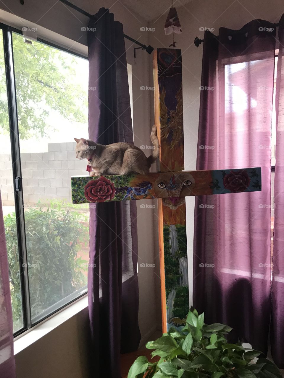 Cute cat kitten Trixy on cross