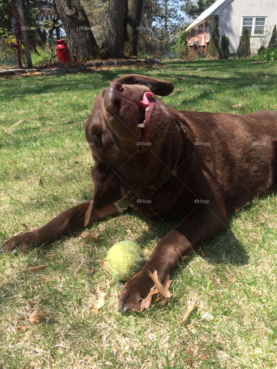 My crazy chocolate lab taking a break from playing fetch.