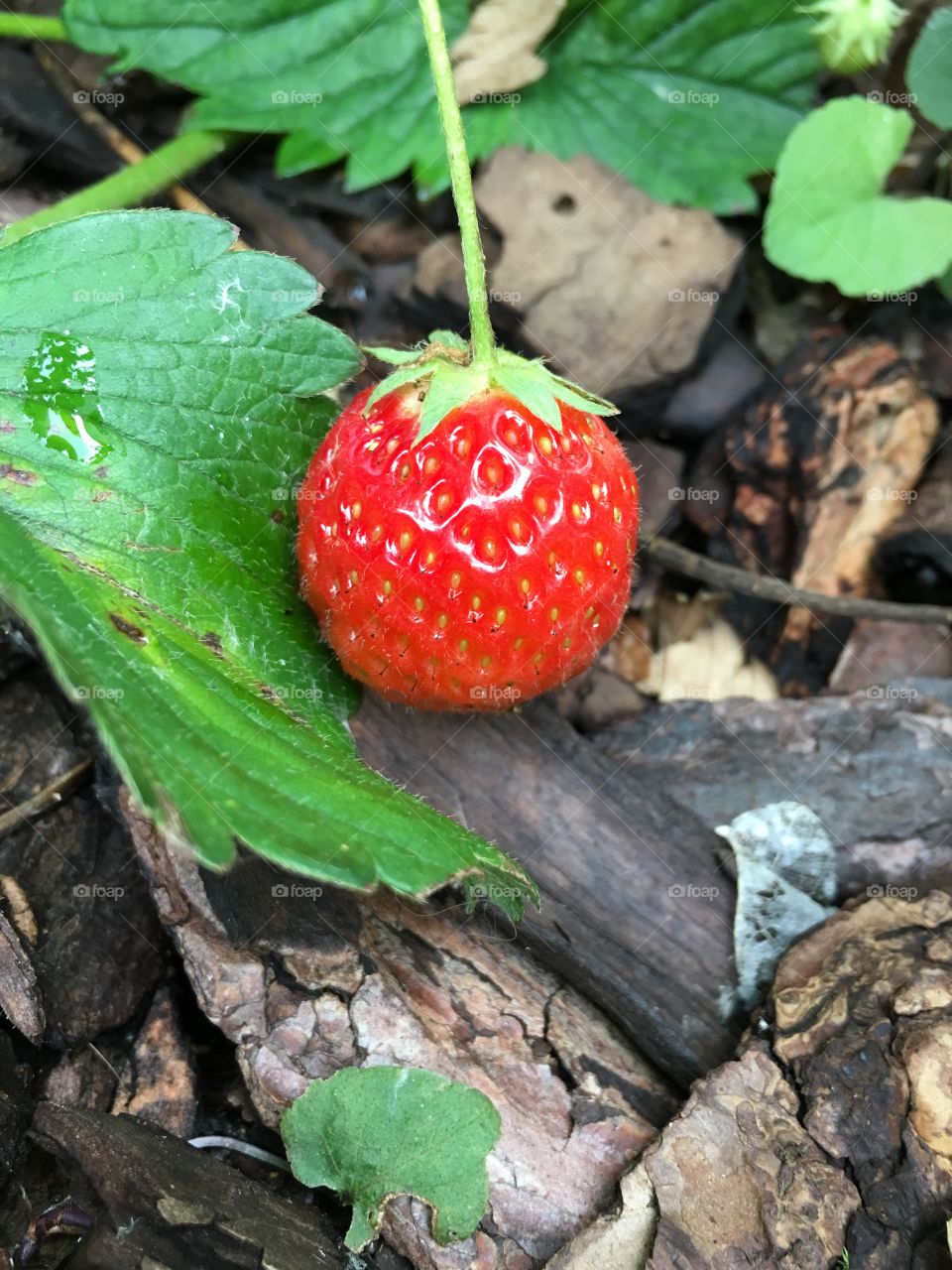 Strawberry growing at outdoors