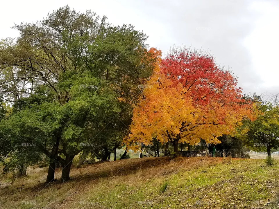 Colors