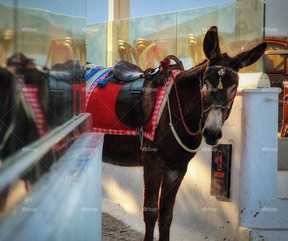 Donkey on Santorini 