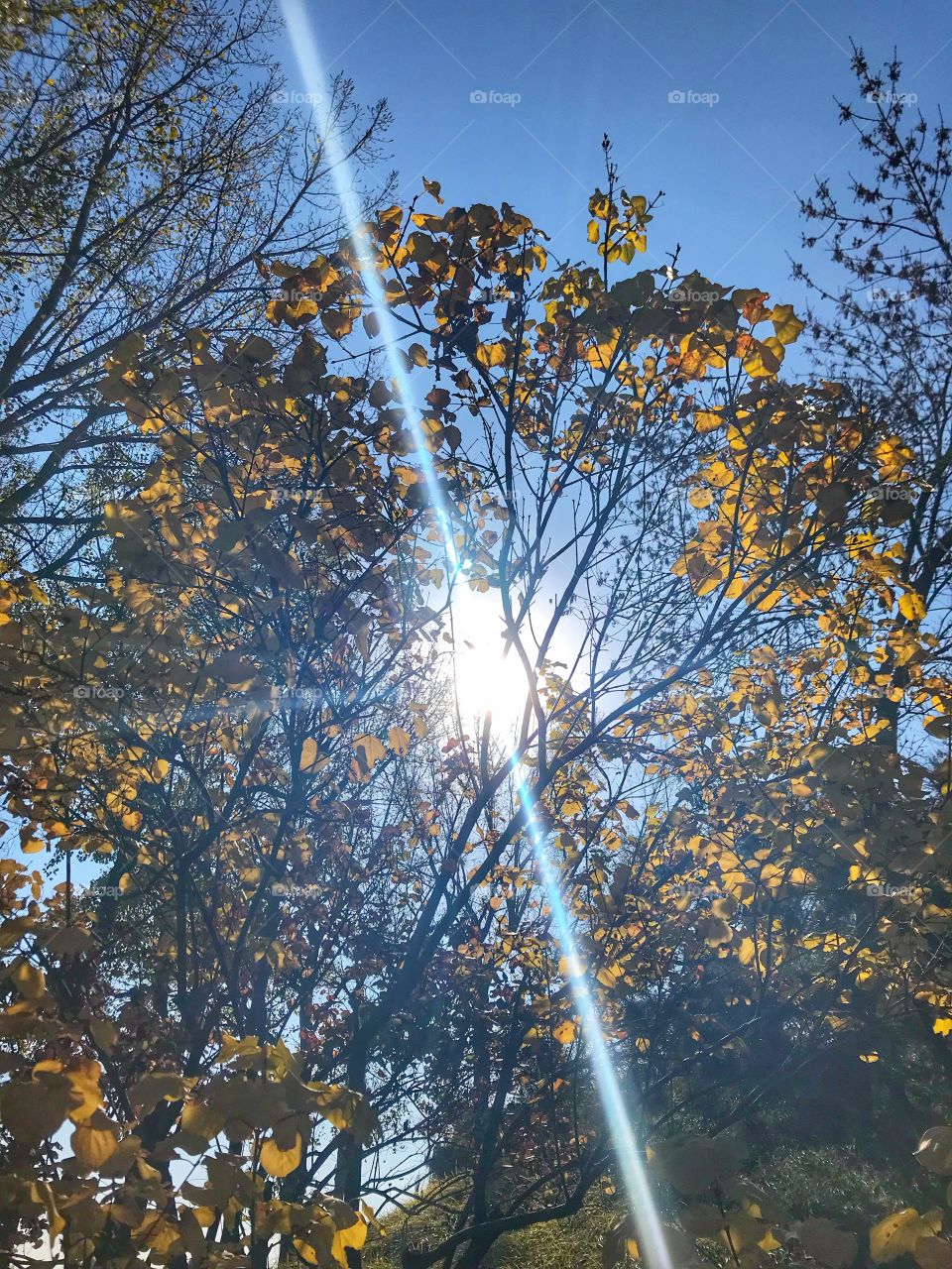 sun