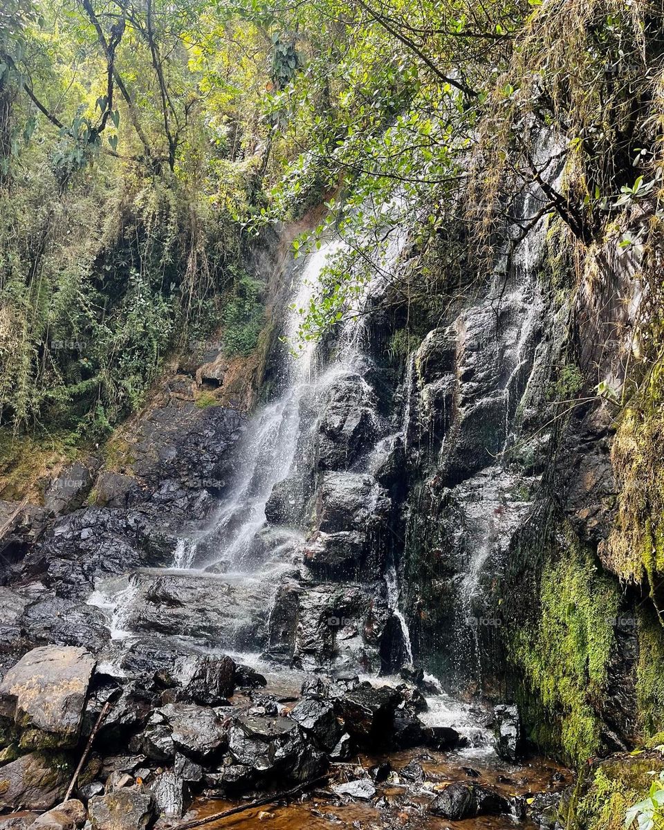 Exploring the magic forest 