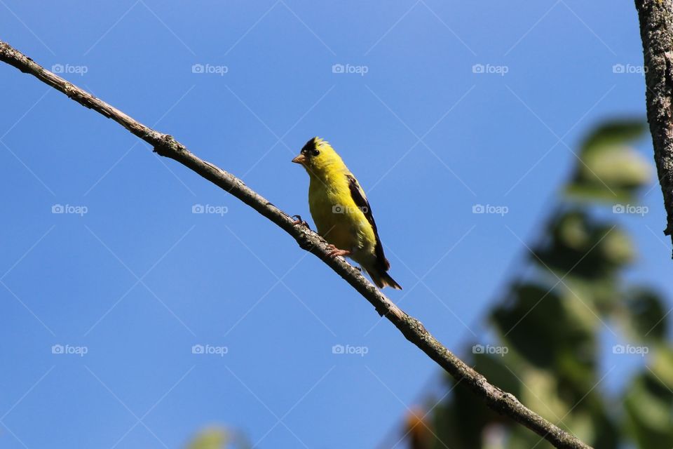 American gold Finch resting on a branch on a hot summer day
