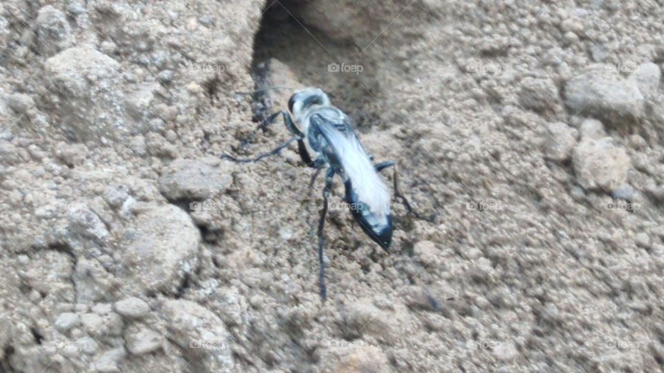 white-headed wasp