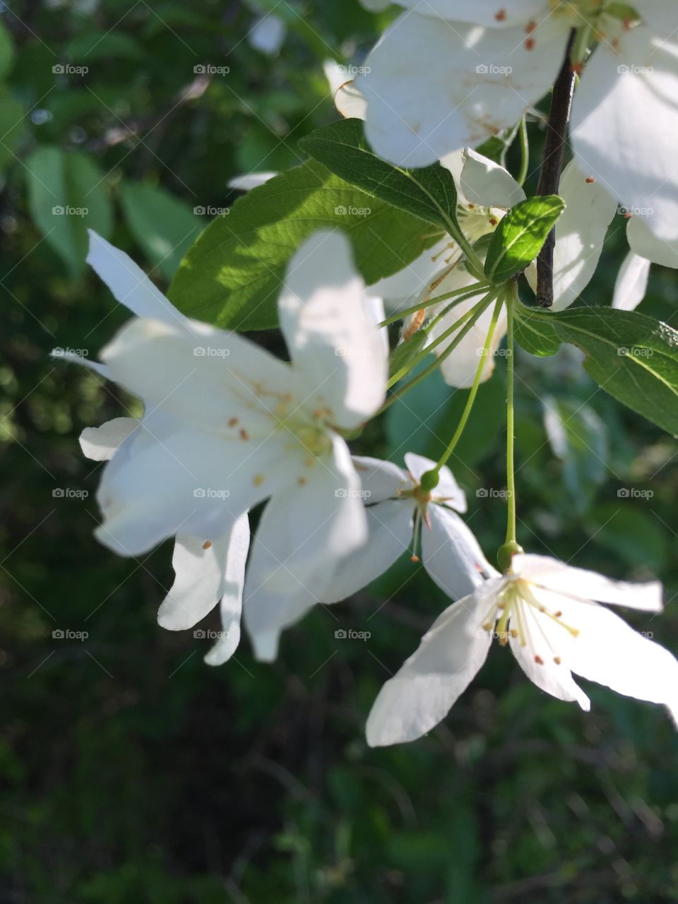 Delicate blossoms
Late afternoon 
Meridian Park 