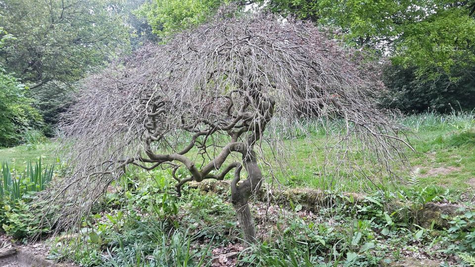 Dead Drooping Tree In Garden With Grass Bare Branches Natural Art In Nature Gardening