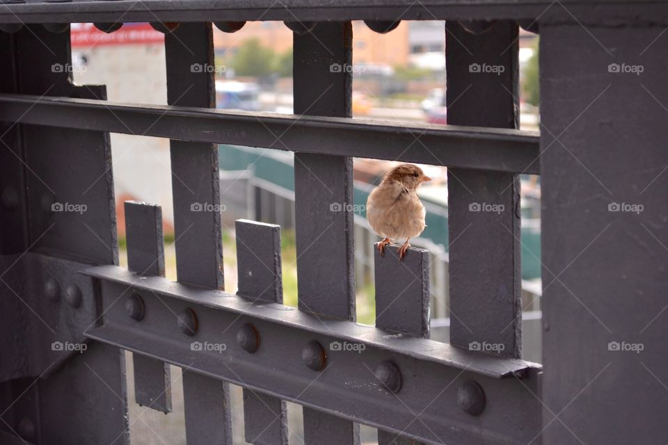 Bird, Fence, Outdoors, No Person, One
