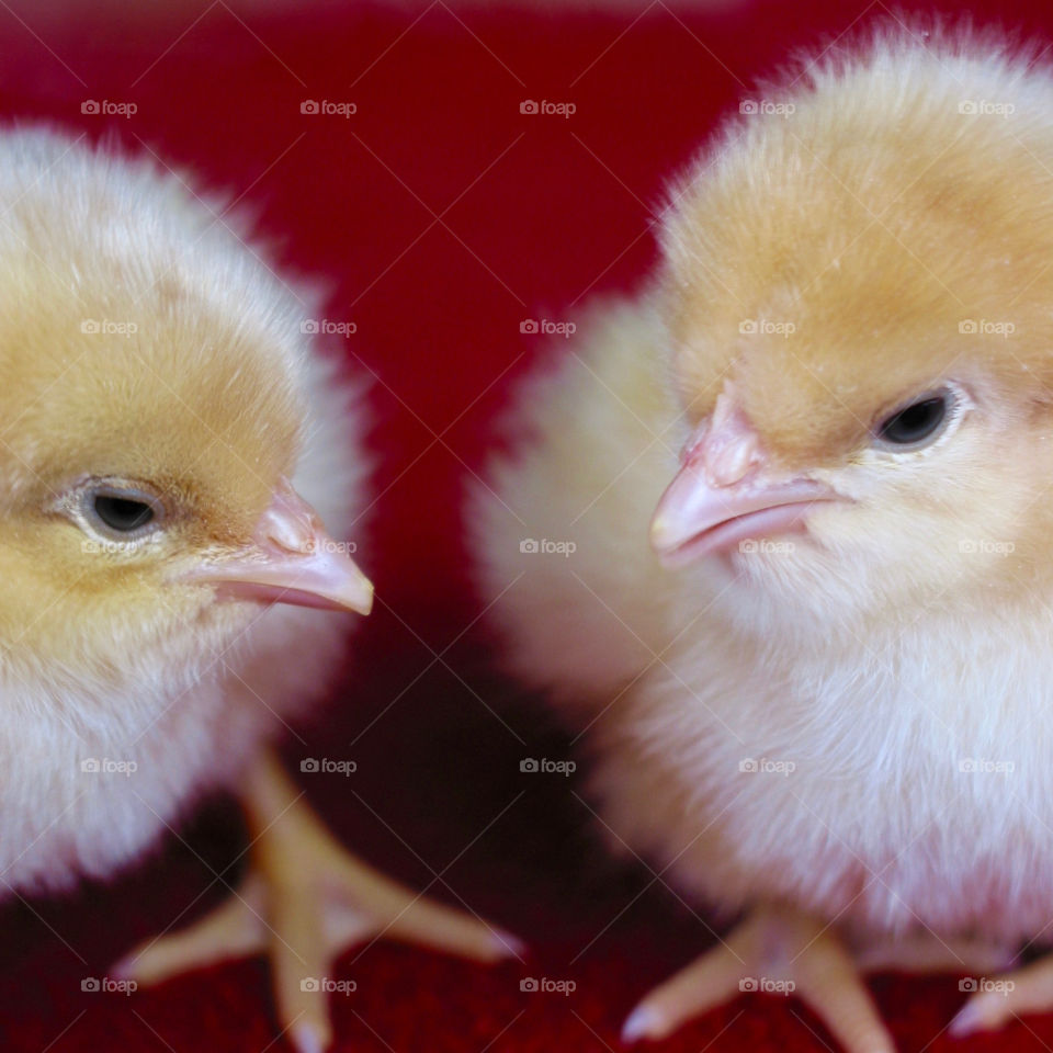 Chicks