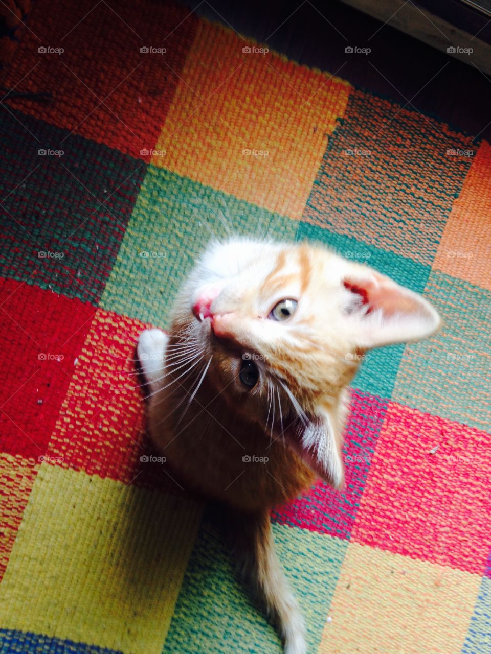 Cat sitting and meowing 