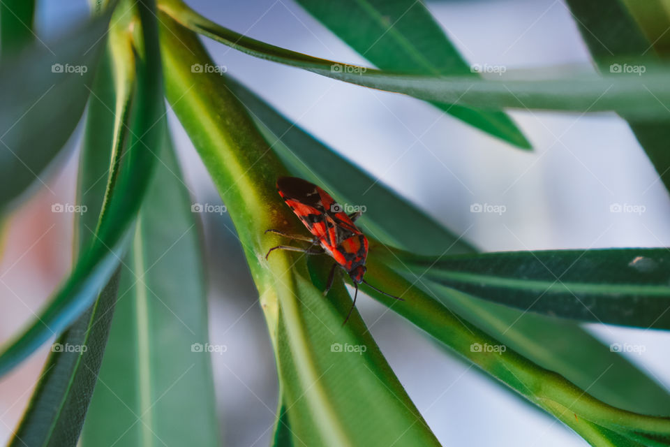 Red Bug