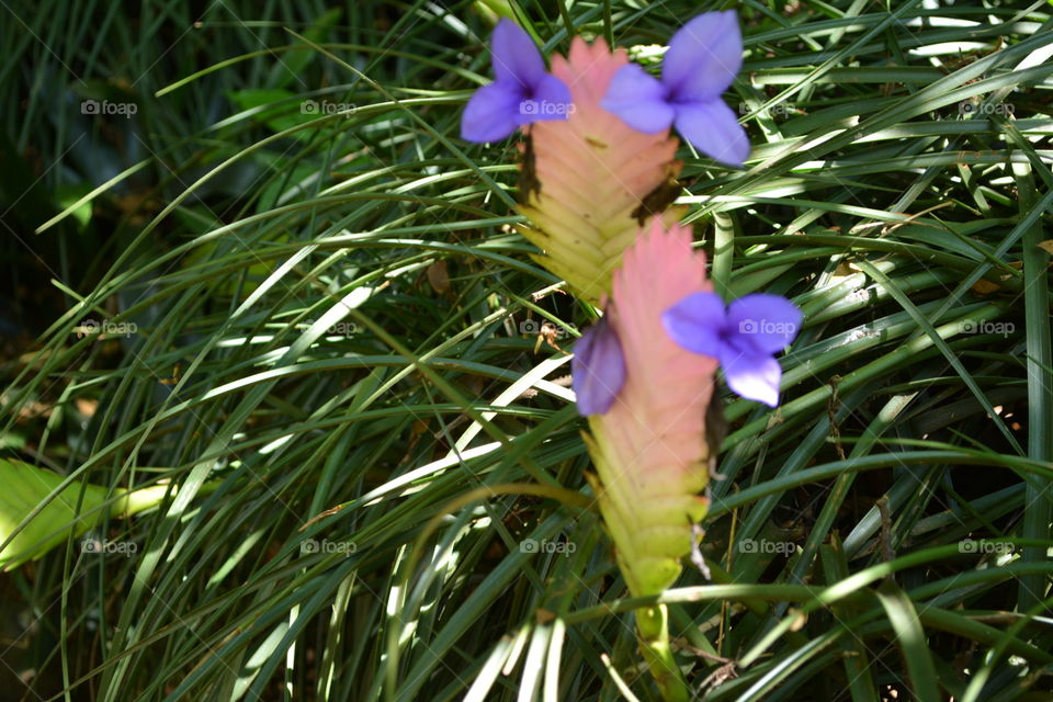 Multicolored tropical flower 